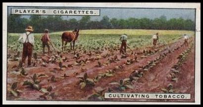 5 Cultivating Tobacco